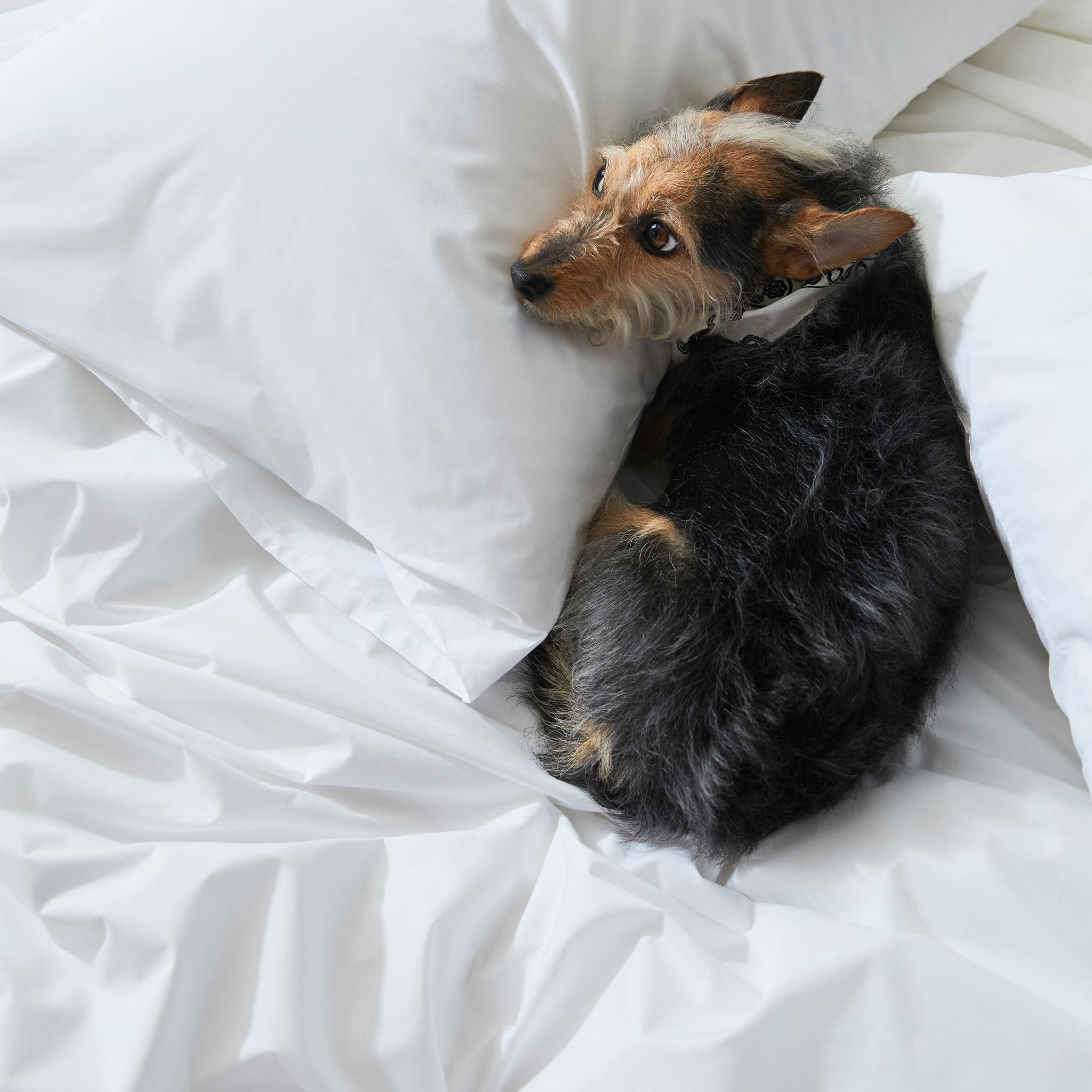 Set of 2 Classic Percale Core Sheet Set Bundle